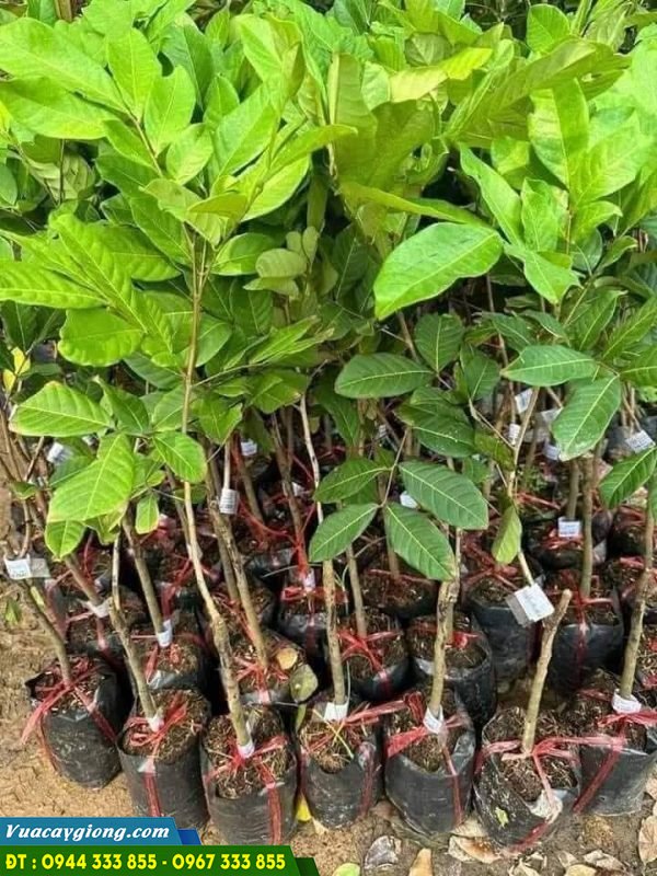 Mua cây giống chôm chôm ở đâu?