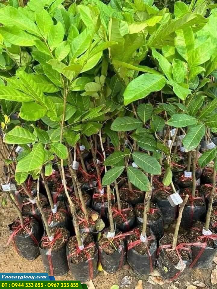 mua_cay_giong_chom_chom_o_dau Mua cây giống chôm chôm ở đâu?