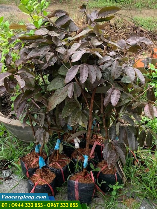 mua_cay_giong_nhan_tim_o_dau_dam_bao Giá bán và địa chỉ cung cấp giống nhãn tím