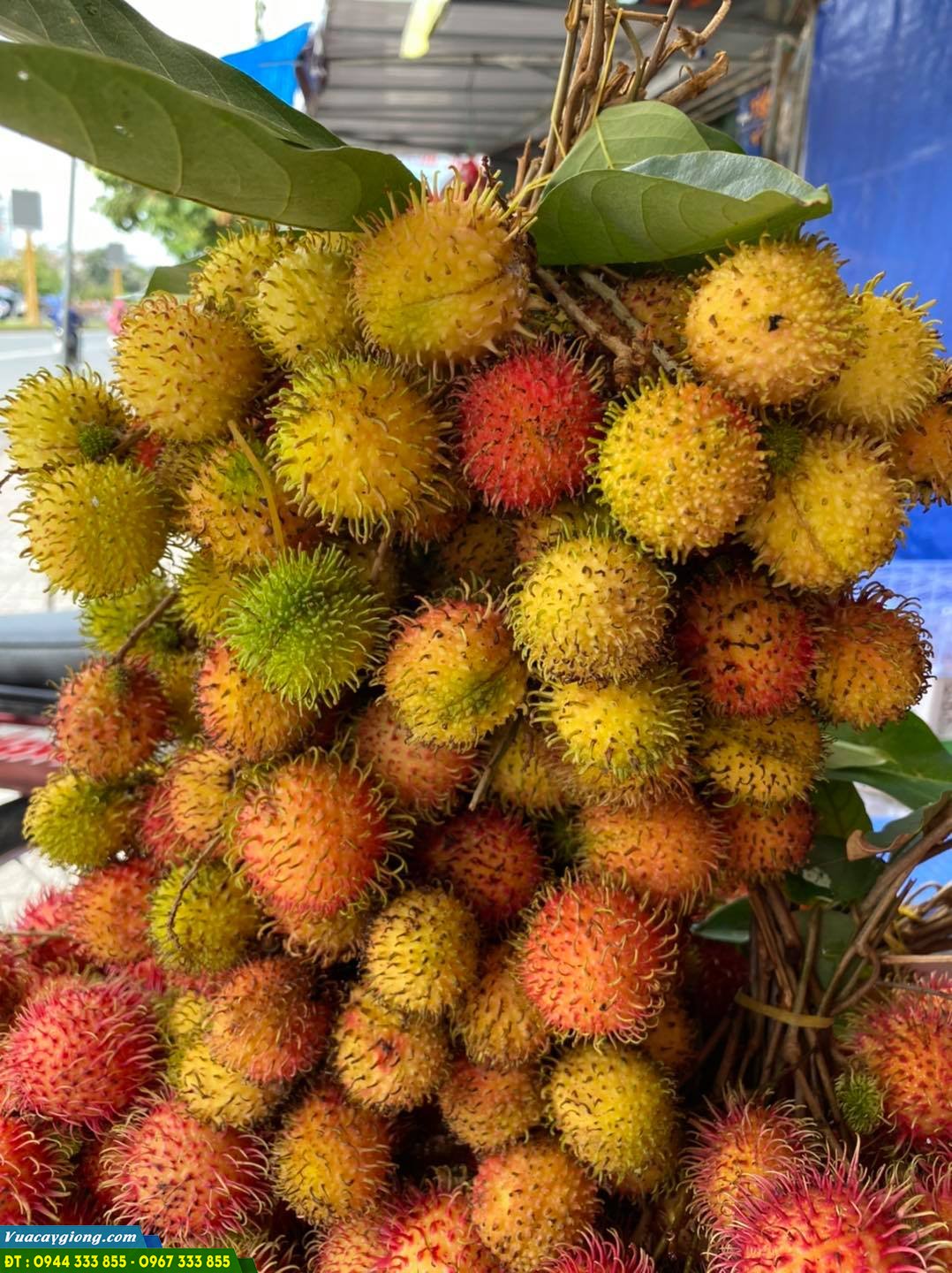 mua_giong_chom_chom_nhan_o_dau Mua giống chôm chôm nhãn ở đâu?