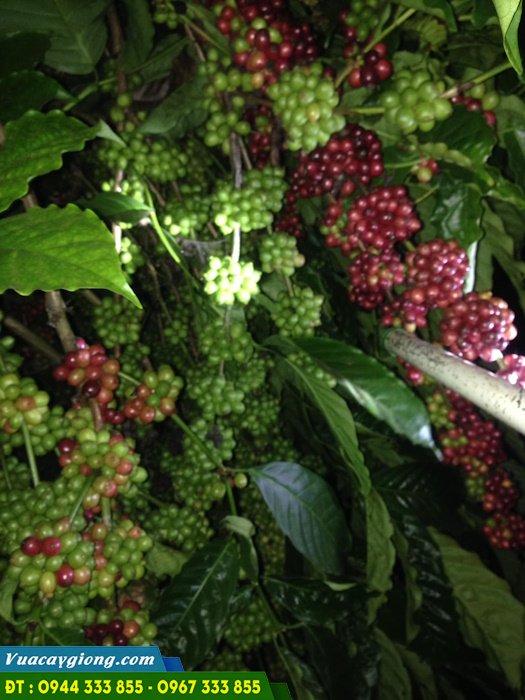 giong_ca_phe_day_thuan_an_robusta Giống cà phê dây Thuận An (cà phê vối Robusta)