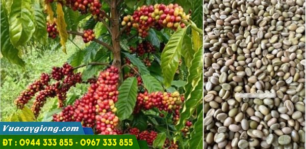 Hạt giống cà phê chất lượng cao, chuẩn giống