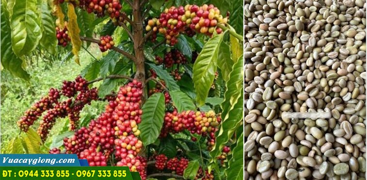 hat_giong_ca_phe_tuyen_chon Hạt giống cà phê chất lượng cao, chuẩn giống
