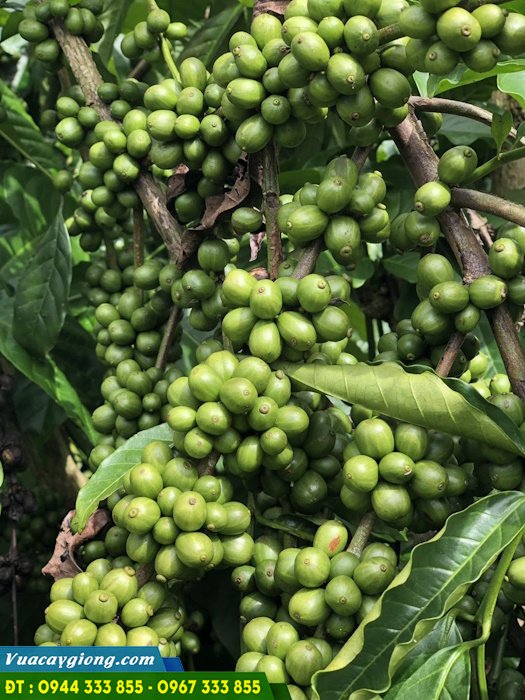 hinh_anh_giong_ca_phe_day_thuan_an Hình ảnh giống cà phê dây Thuận An